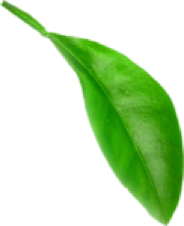 Single green leaf on white background